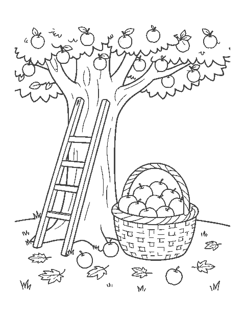 Line drawing of a basket heaped with apples beside a ladder leaning on an apple tree