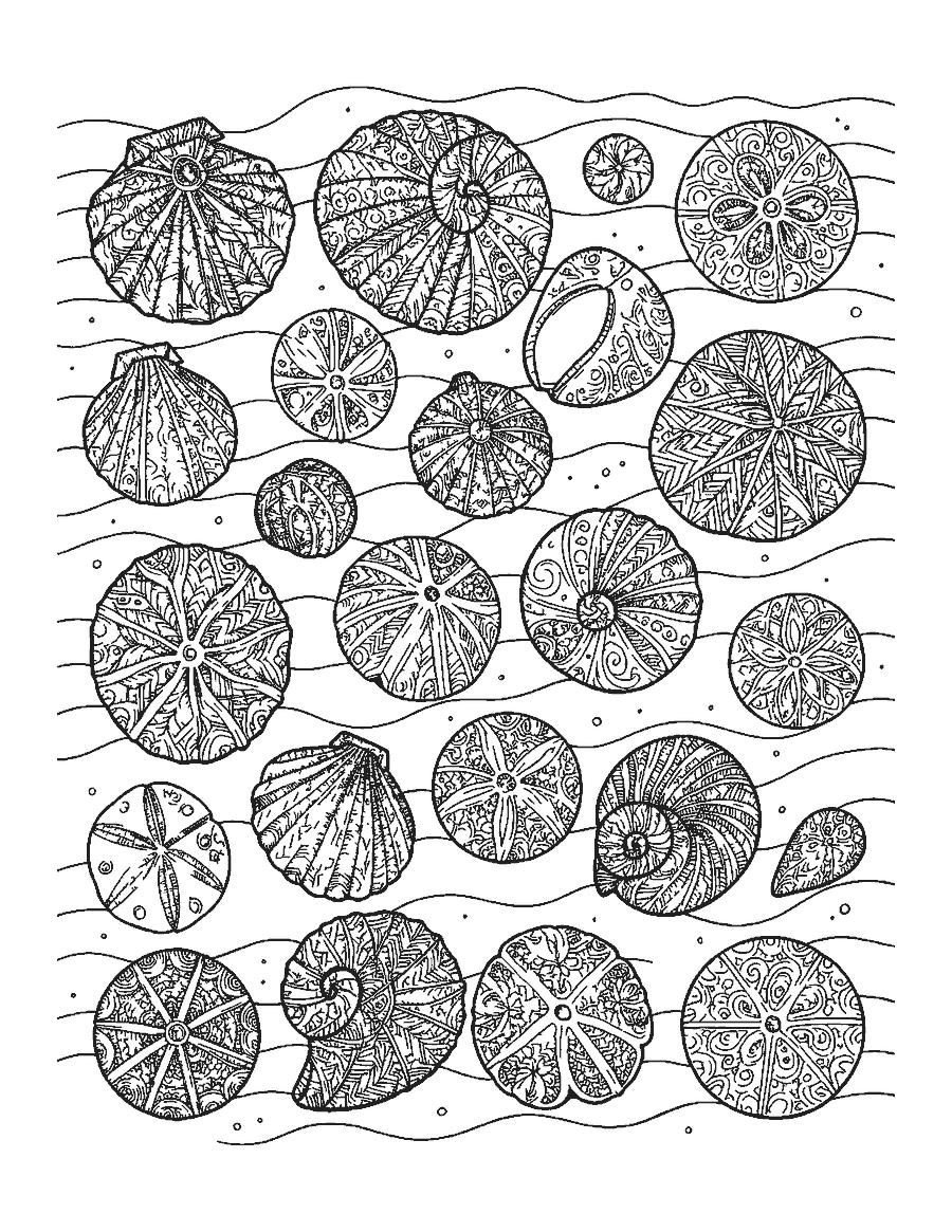 Line drawing of many seashells filled with intricate patterns on rippled sand
