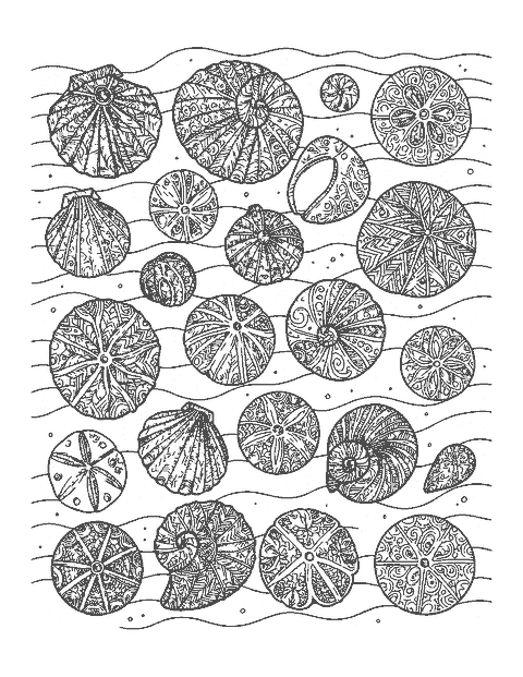Line drawing of many seashells filled with intricate patterns on rippled sand