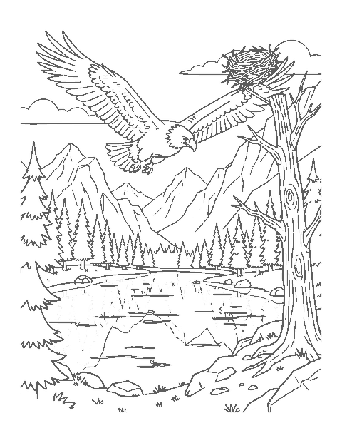 Line drawing of a bald eagle soaring over a mountain lake surrounded by pines