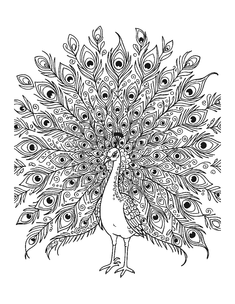 Line drawing of a peacock with its huge tail fanned out, full of detailed eye-spot feathers
