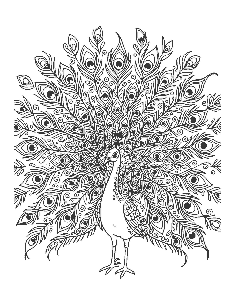 Line drawing of a peacock with its huge tail fanned out, full of detailed eye-spot feathers