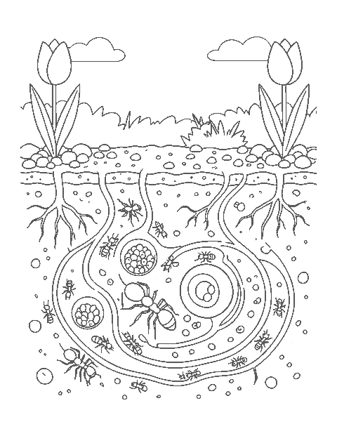 Line drawing of ant tunnels under a garden with a queen ant, eggs and worker ants