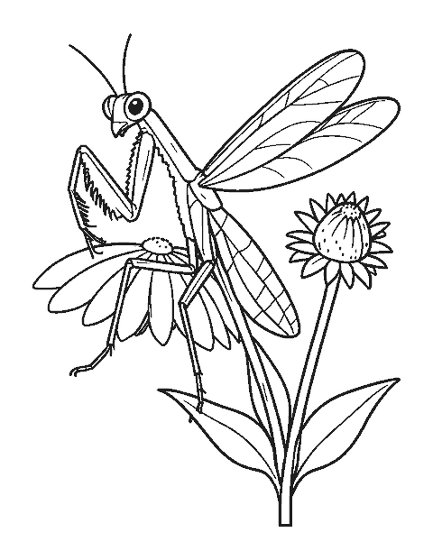 Line drawing of a mantis with folded front legs standing on a coneflower stem