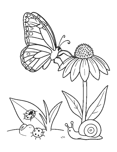 Line drawing of a butterfly drinking from a coneflower beside a ladybug and a snail