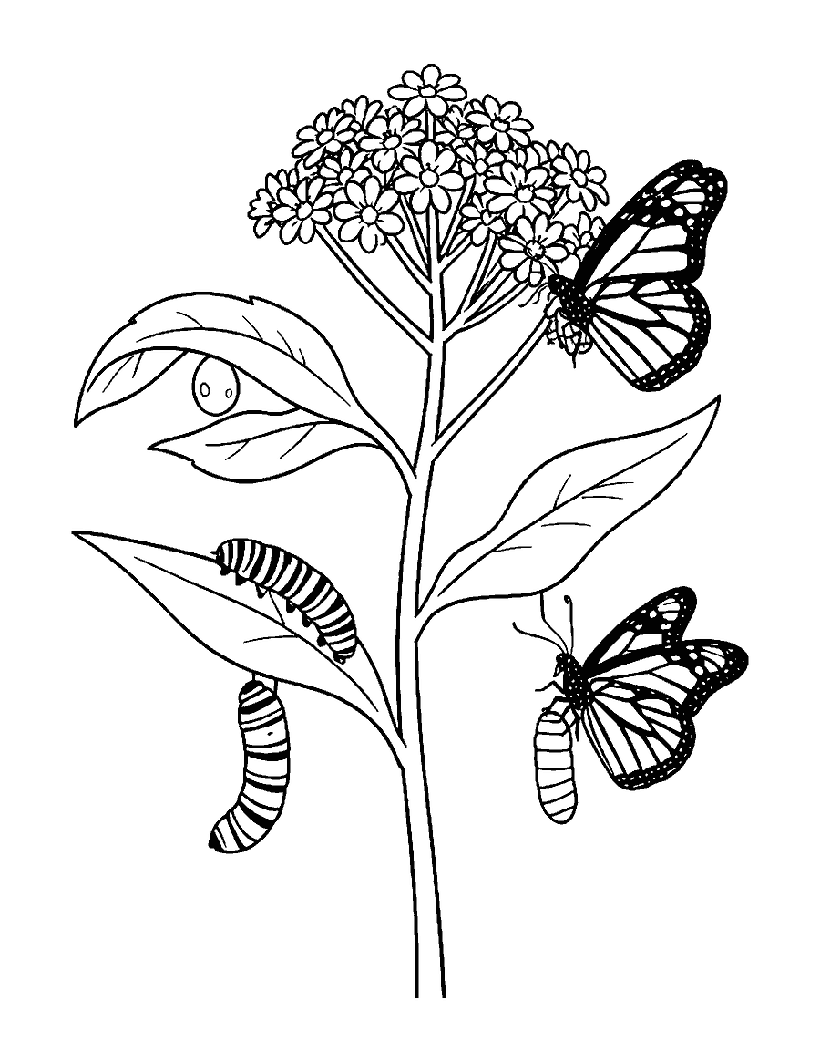 Line drawing of a milkweed plant with a monarch egg, caterpillar, chrysalis and adult butterfly