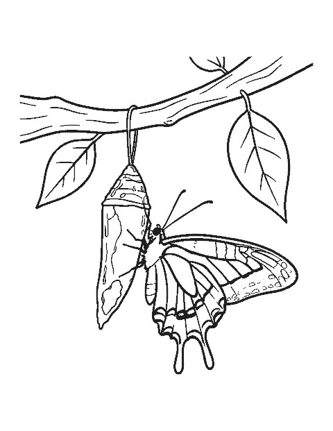 Line drawing of a swallowtail butterfly with crumpled wings climbing out of its chrysalis on a twig
