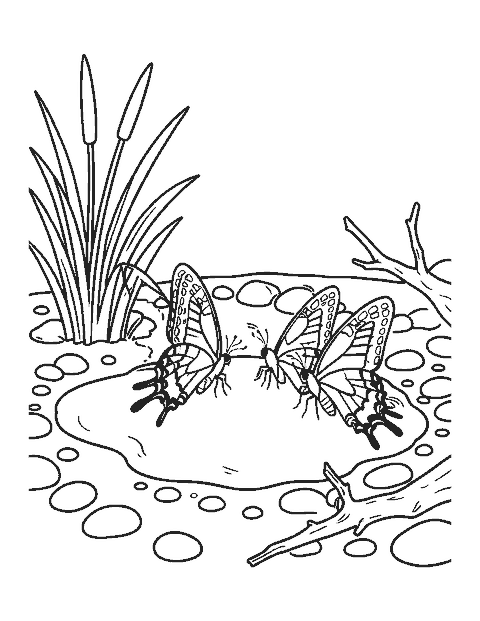 Line drawing of three swallowtail butterflies drinking at a mud puddle among pebbles and reeds