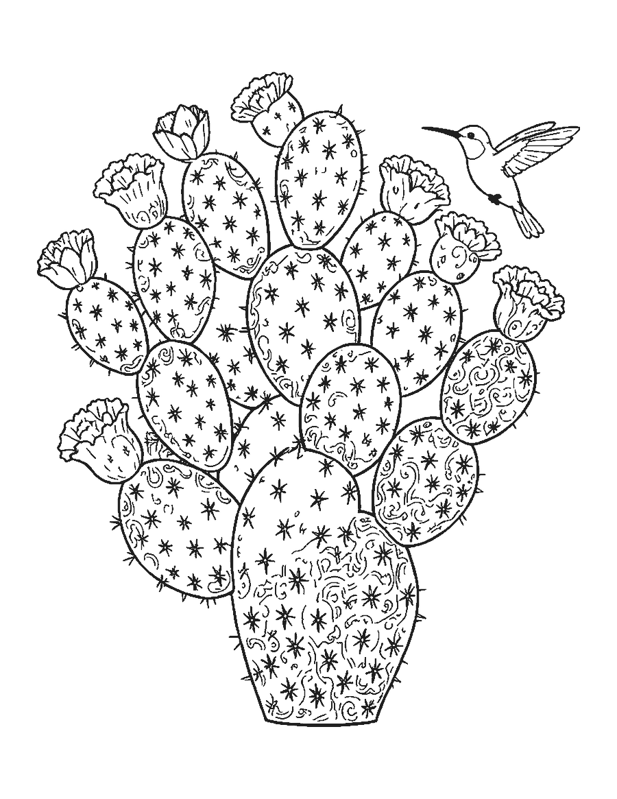 Line drawing of a detailed prickly pear cactus in bloom with a hummingbird and a wren
