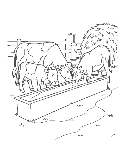 Line drawing of a cow and calf drinking from a water trough near a hand pump