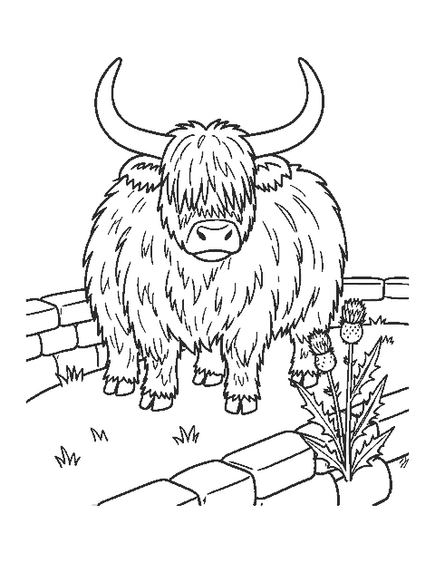 Line drawing of a shaggy Highland cow with wide horns beside a stone wall