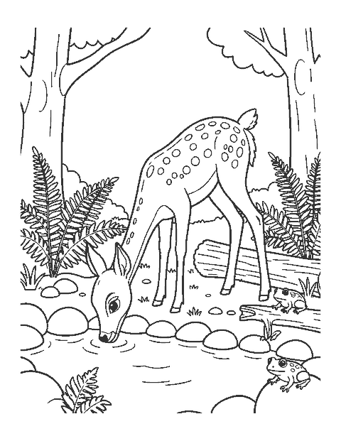 Line drawing of a spotted fawn drinking from a forest stream beside ferns and a frog
