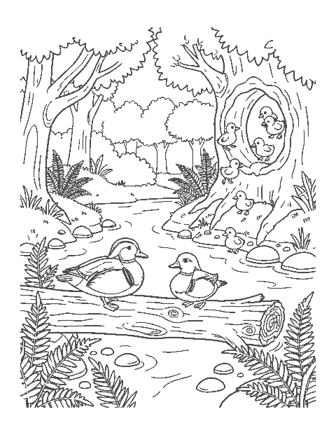 Line drawing of wood ducks on a log as ducklings jump from a tree hollow
