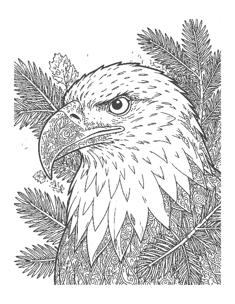 Line drawing close-up of a bald eagle's head in profile with a hooked beak and detailed feathers