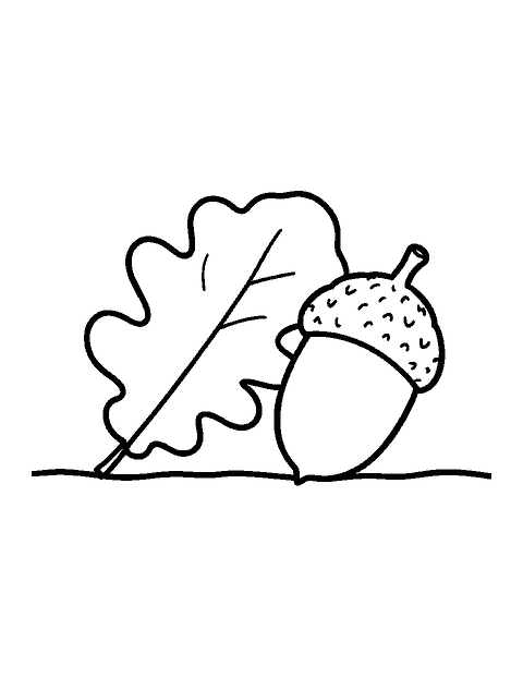 Line drawing of an oak leaf lying next to a large acorn