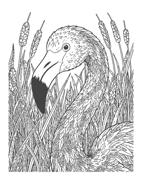 Line drawing close-up of a flamingo's curving neck and bent beak among reeds