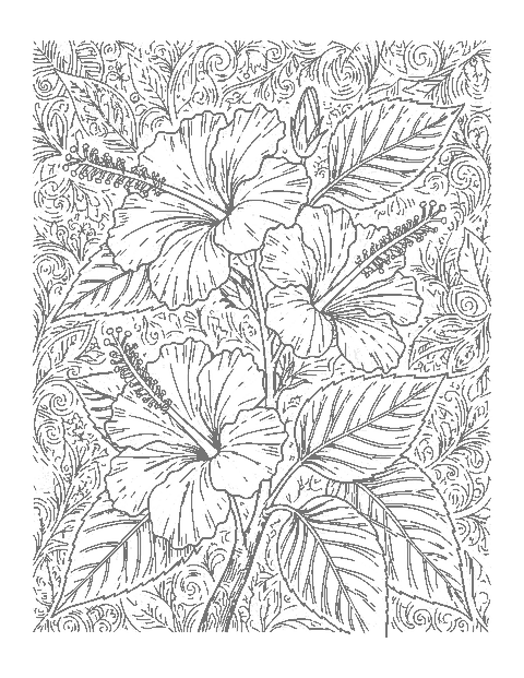 Line drawing of a hibiscus branch with three ruffled blooms, buds and finely veined leaves