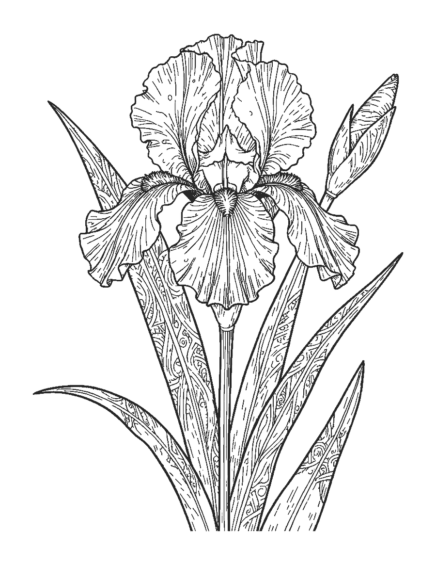 Line drawing of a realistic bearded iris with ruffled petals, fine veins and long leaves