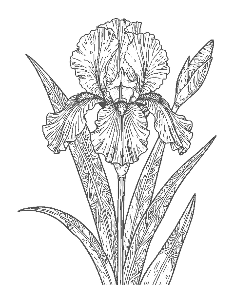 Line drawing of a realistic bearded iris with ruffled petals, fine veins and long leaves