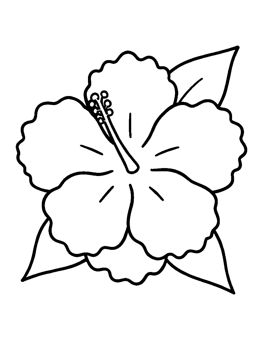 Line drawing of a large hibiscus flower with five ruffled petals and a long stamen