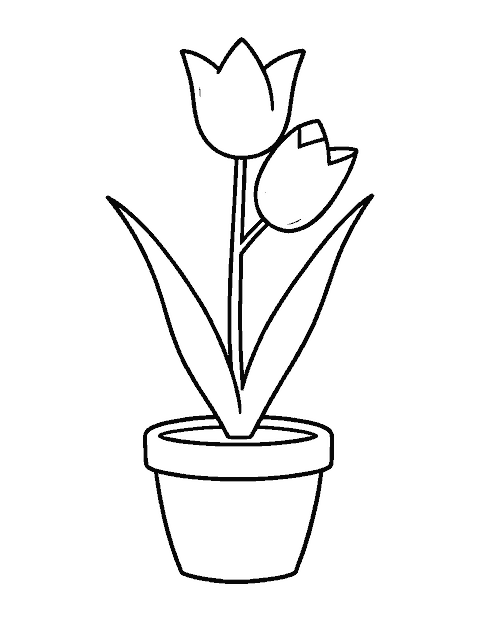 Line drawing of a single tulip growing in a round clay flower pot