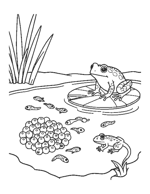 Line drawing of frog eggs, tadpoles, a froglet and an adult frog in a pond