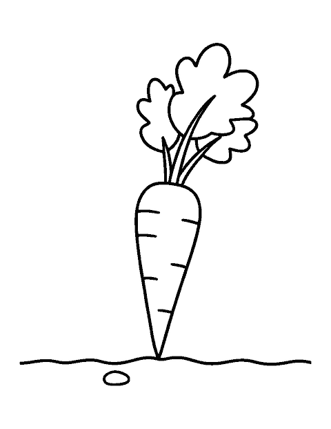 Line drawing of a big carrot half out of the soil with a leafy top