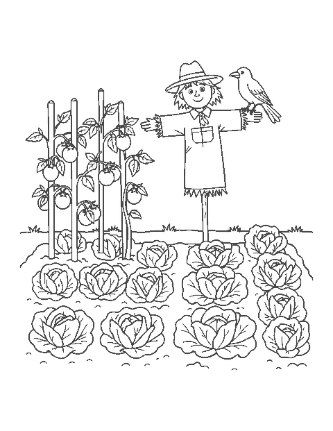 Line drawing of a vegetable patch with cabbages and tomatoes around a friendly scarecrow