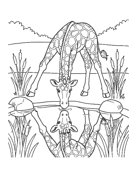 Line drawing of a giraffe with its legs spread wide bending down to drink from a pond