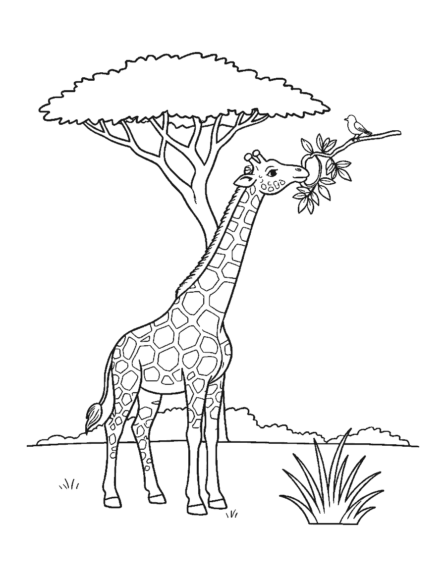 Line drawing of a giraffe using its long tongue to pull leaves from an acacia tree