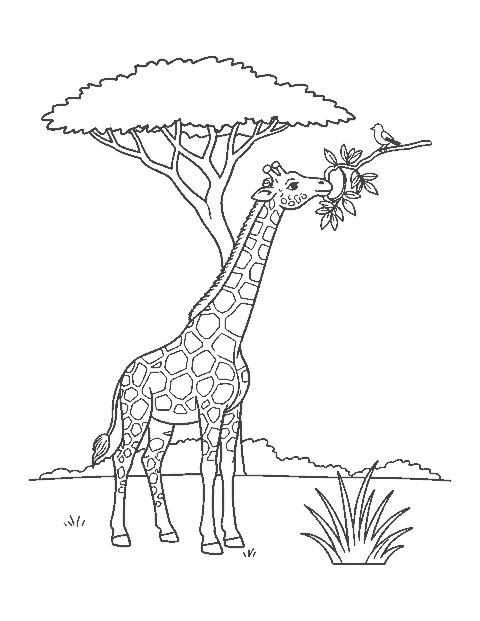 Line drawing of a giraffe using its long tongue to pull leaves from an acacia tree
