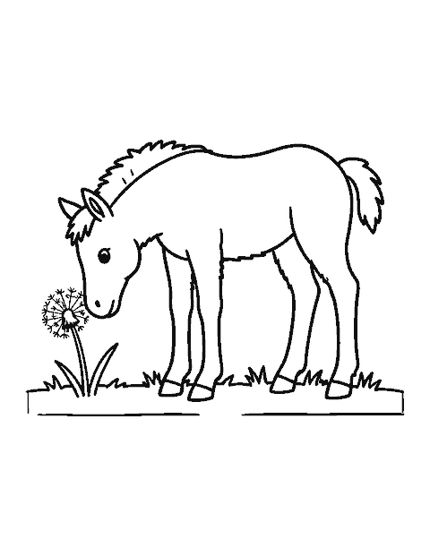 Line drawing of a baby foal lowering its head to sniff a dandelion