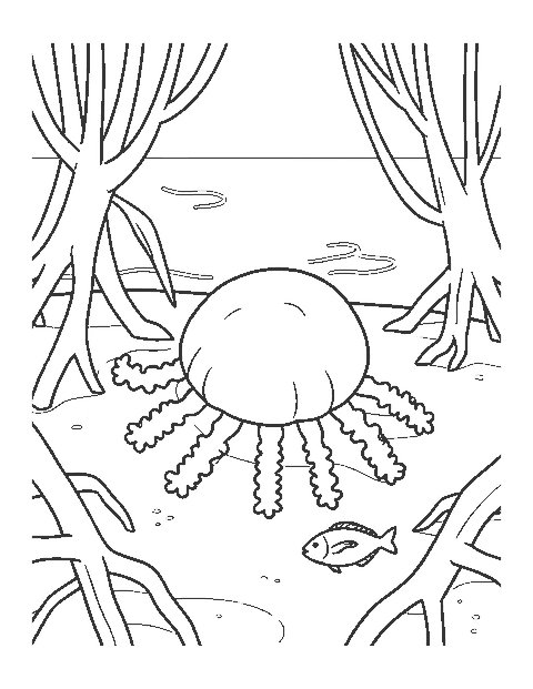 Line drawing of an upside-down jellyfish resting on sand beside mangrove roots and a fish