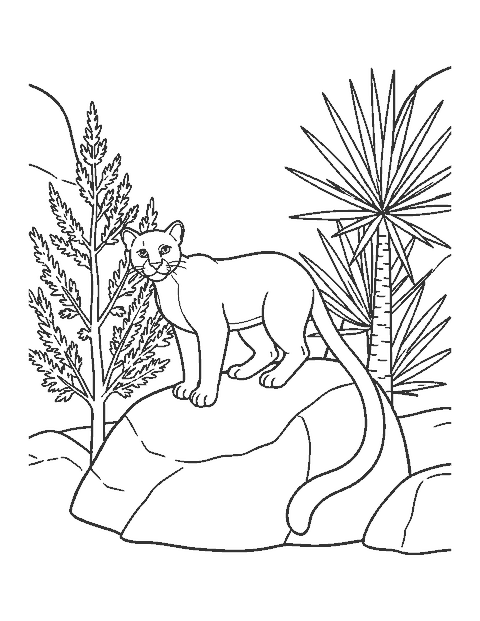 Line drawing of a mountain lion crouched on a canyon boulder beside a juniper bush and a yucca