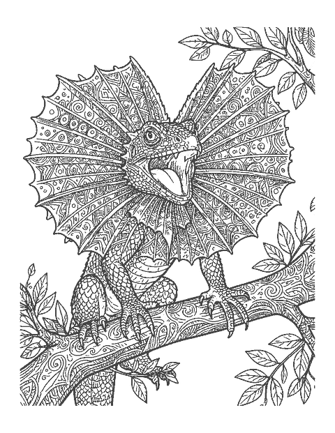 Line drawing close-up of a frilled lizard with its wide neck frill spread open