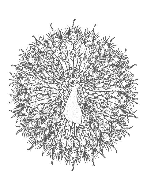 Line drawing of a peacock whose fanned tail forms an intricate patterned mandala ring