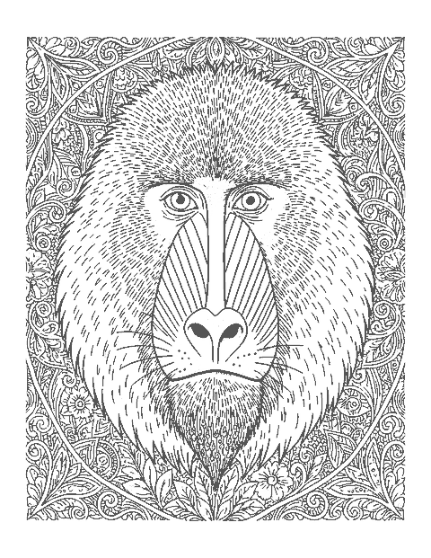 Line drawing close-up of a mandrill's face with its long ridged muzzle and fluffy cheeks