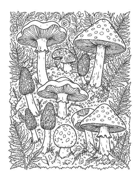 Line drawing of chanterelle, morel, oyster, puffball and fly agaric mushrooms with moss