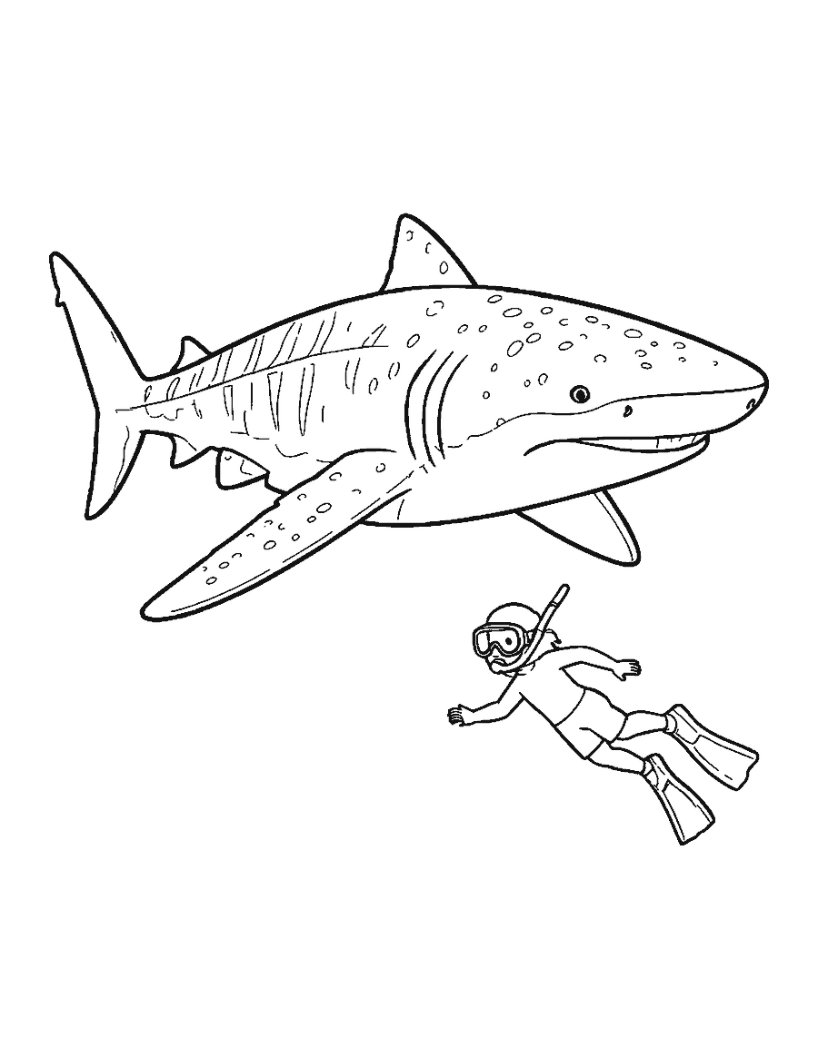 Line drawing of a spotted whale shark with a snorkeler swimming beside it