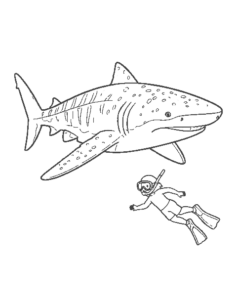 Line drawing of a spotted whale shark with a snorkeler swimming beside it