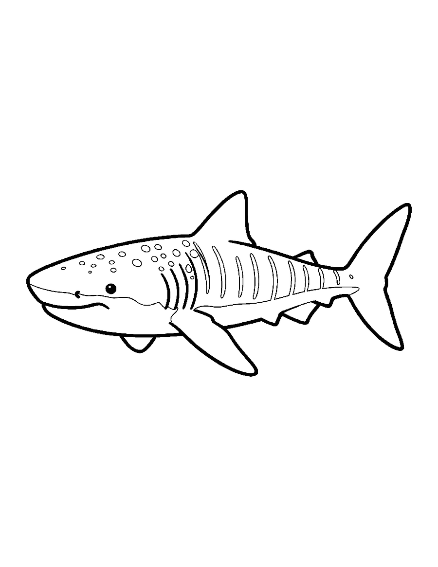 Line drawing of a whale shark with a wide flat head and rows of spots and stripes