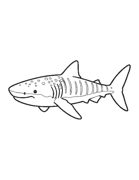 Line drawing of a whale shark with a wide flat head and rows of spots and stripes