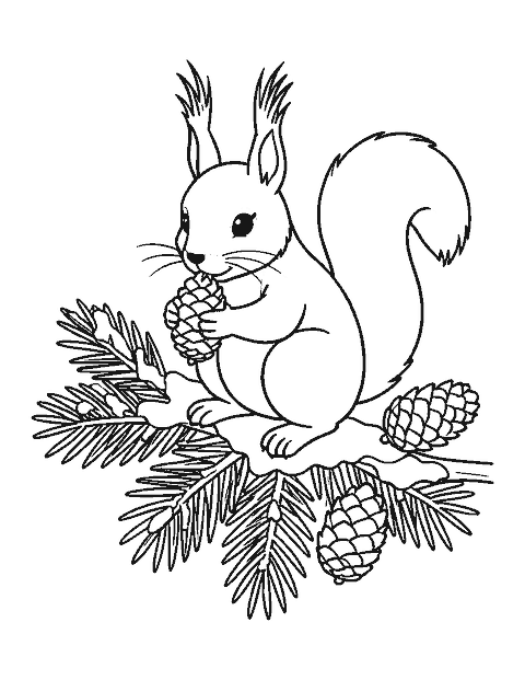 Line drawing of a tufted red squirrel nibbling a pine cone on a snowy branch