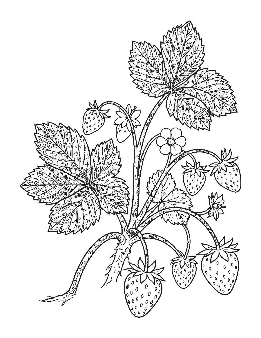 Line drawing of a detailed strawberry plant with runners, veined leaves, blossoms and berries