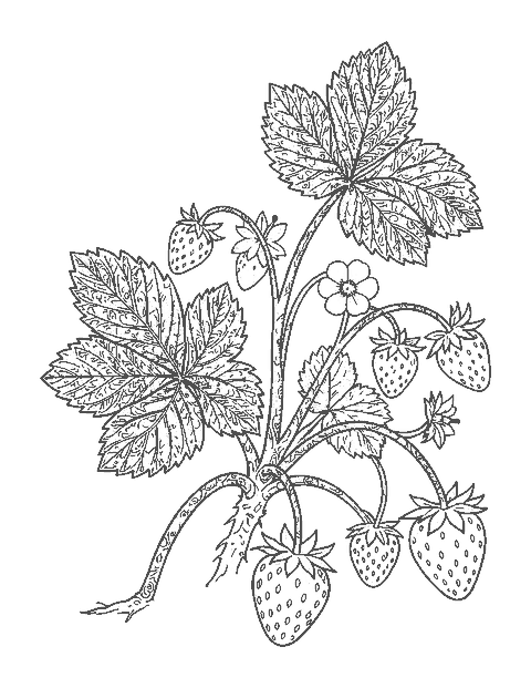 Line drawing of a detailed strawberry plant with runners, veined leaves, blossoms and berries