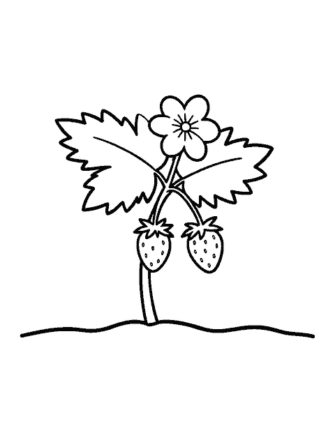 Line drawing of a small strawberry plant with two berries, a blossom and jagged leaves