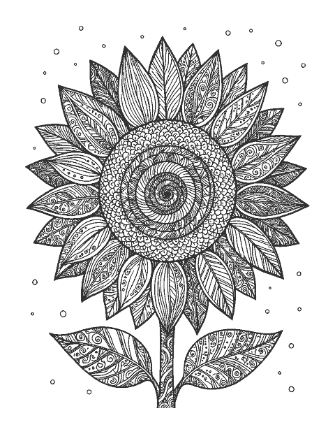 Line drawing of a sunflower close-up with a spiral seed center and patterned petals
