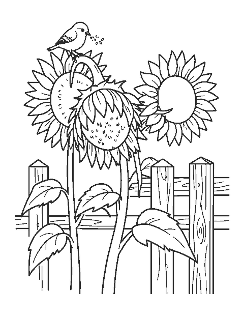 Line drawing of a small finch perched on a drooping sunflower pecking at seeds