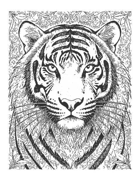 Line drawing close-up of a tiger's face with detailed stripes, whiskers and fur