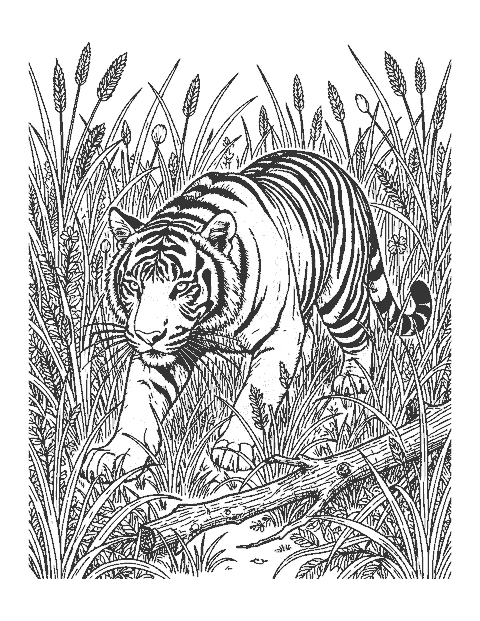 Line drawing of a realistic Bengal tiger crouching low as it stalks through tall grass
